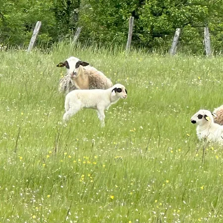 Les Hauts De Saulies - Et Table D'hotes De Charme Bed & Breakfast Vers (Lot)