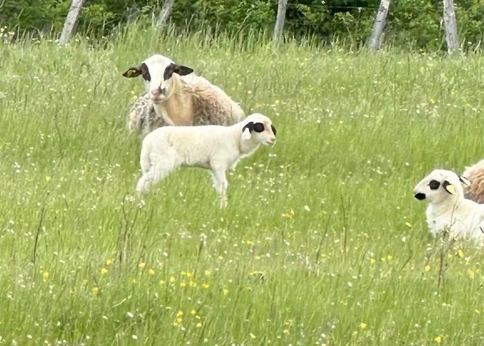 Les Hauts De Saulies - Et Table D'hotes De Charme 住宿加早餐酒店 维尔
